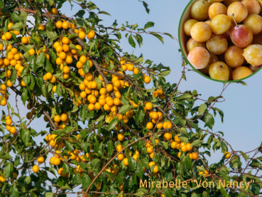 Prunus domestica subsp. syriaca Mirabelle von Nancy